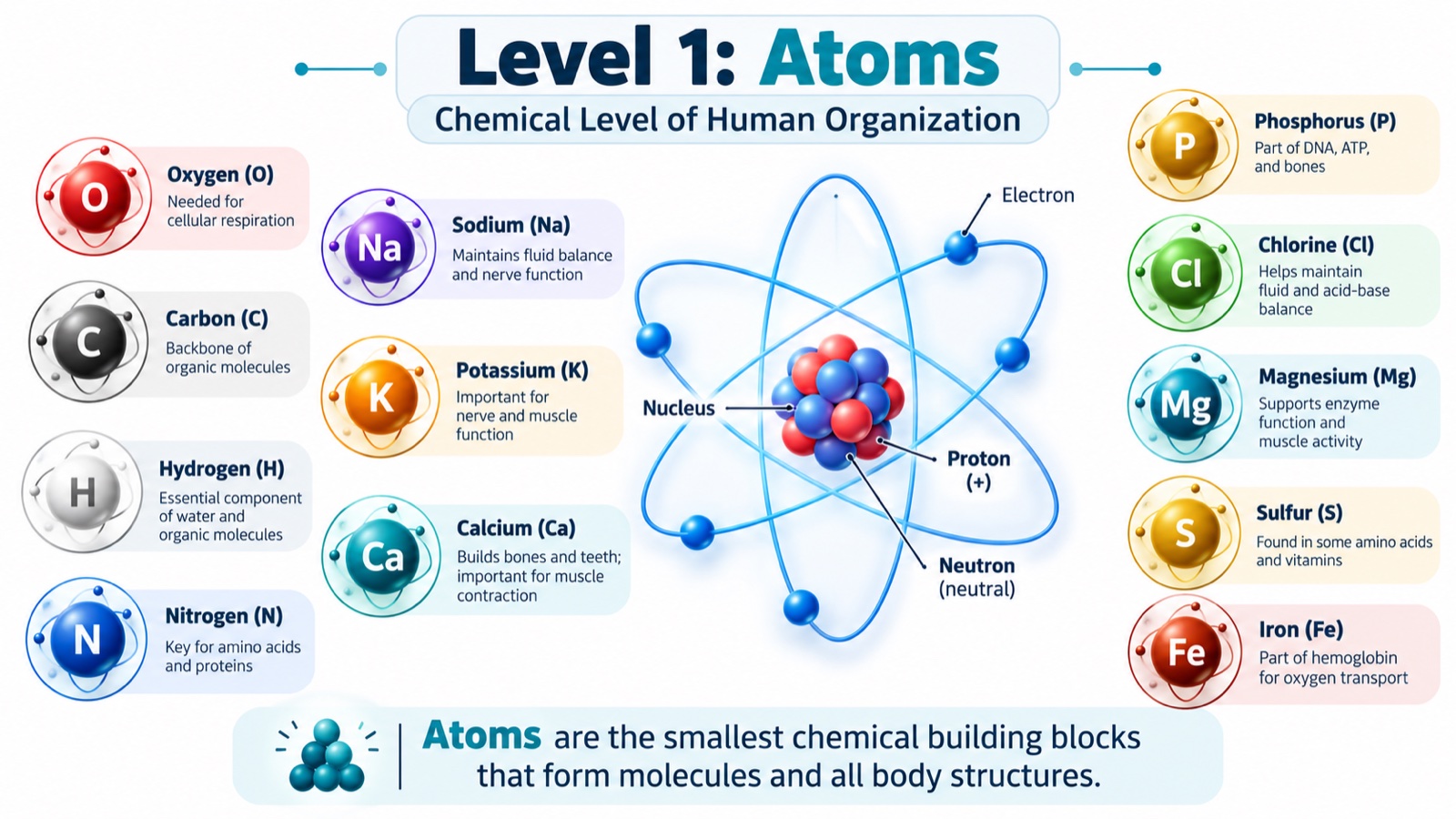 Level 1 infographic: an atom with its nucleus, protons, neutrons, and electrons, surrounded by key body elements — oxygen, carbon, hydrogen, nitrogen, sodium, potassium, calcium, phosphorus, chlorine, magnesium, sulfur, and iron — each with its role