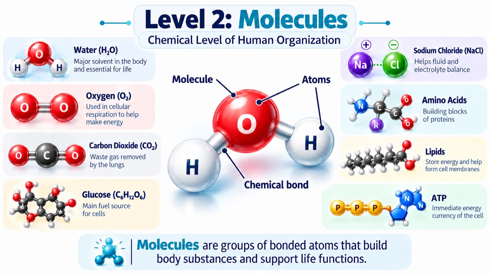 Level 2 infographic: a water molecule showing atoms joined by chemical bonds, alongside key body molecules — water, oxygen, carbon dioxide, glucose, sodium chloride, amino acids, lipids, and ATP — each with its role