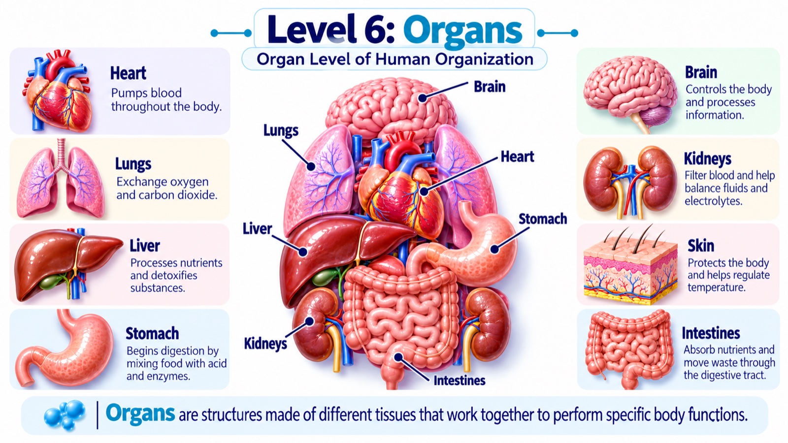 Level 6 infographic: major human organs in their body positions — brain, lungs, heart, liver, stomach, kidneys, and intestines — plus skin, each with its main function