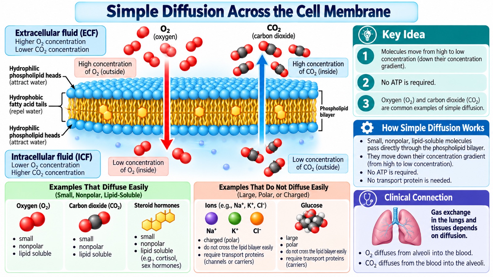 Simple diffusion infographic: oxygen moving from high outside concentration into the cell and carbon dioxide moving out through the lipid bilayer, with examples that diffuse easily (O₂, CO₂, steroid hormones), examples that do not (ions, glucose), and gas exchange in the lungs