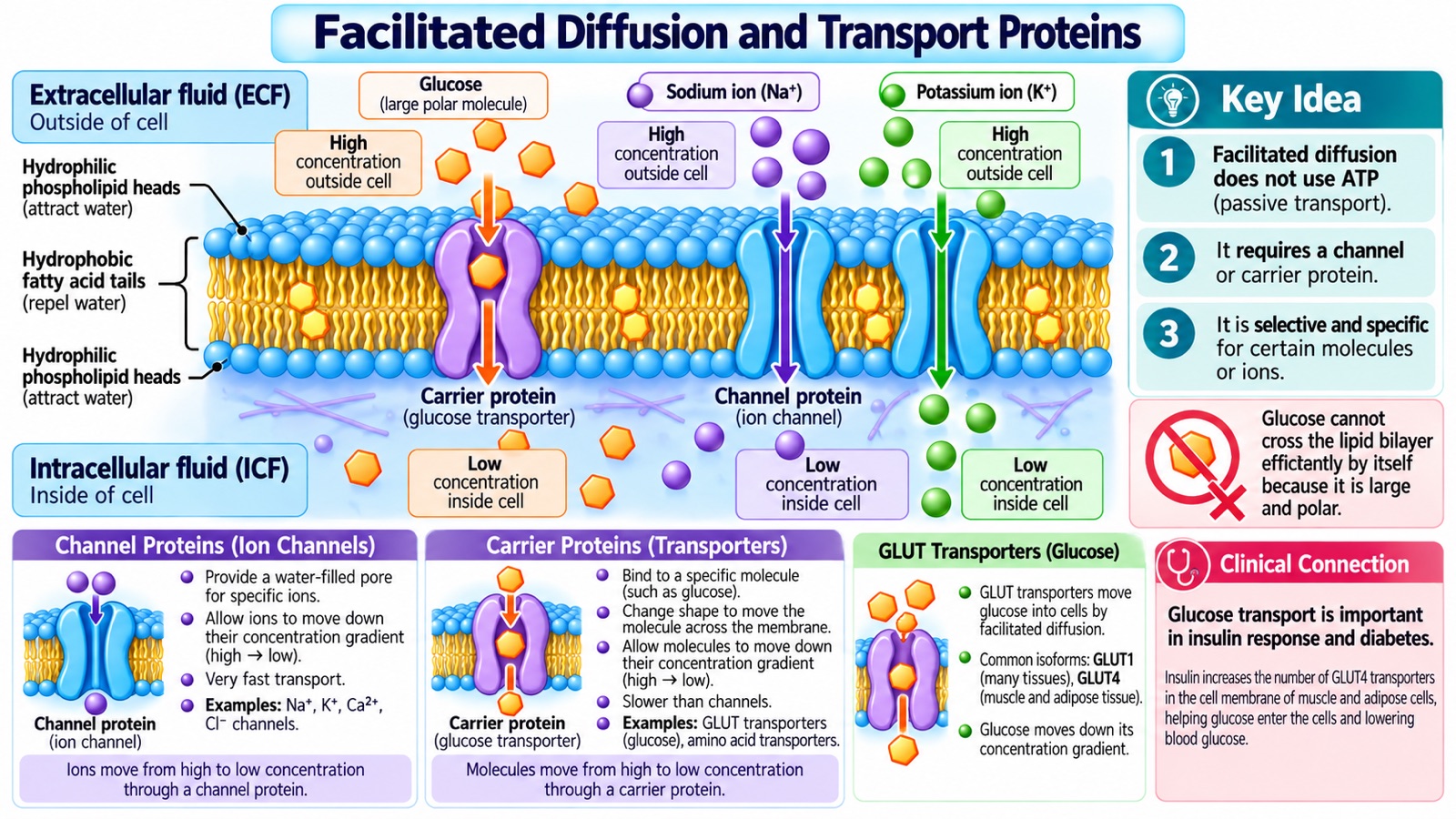 Facilitated diffusion infographic: glucose passing through a carrier protein and sodium and potassium ions passing through channel proteins down their concentration gradients, comparing channels with carriers and showing how insulin increases GLUT4 transporters in muscle and fat cells