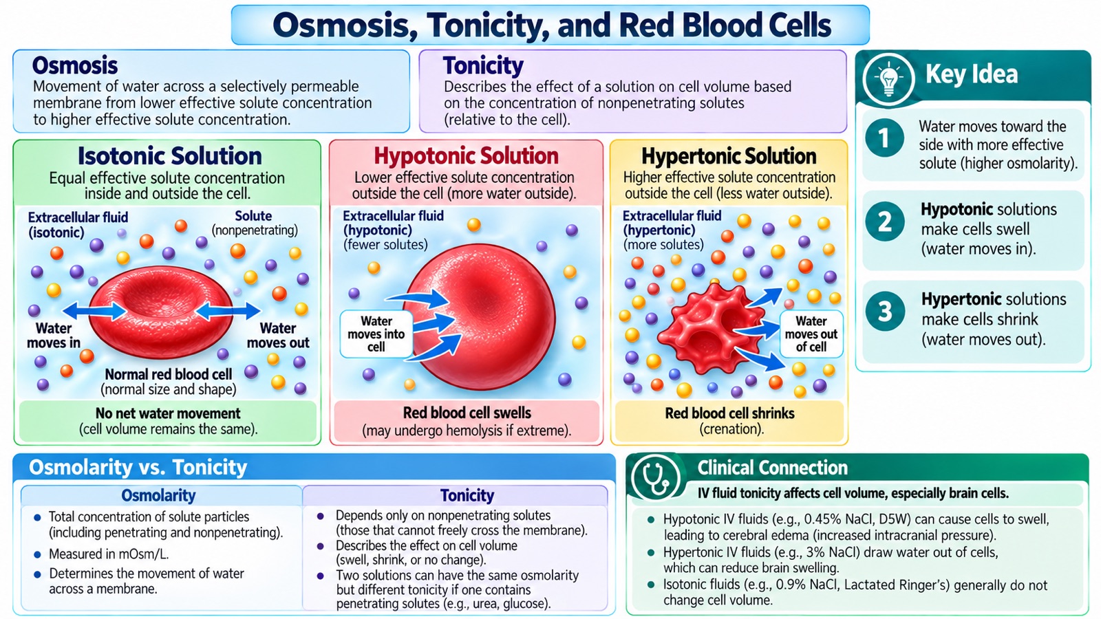 Osmosis and tonicity infographic: a red blood cell keeping its normal shape in an isotonic solution, swelling in a hypotonic solution, and shrinking with a crenated outline in a hypertonic solution, with an osmolarity-versus-tonicity comparison and examples of IV fluid tonicity