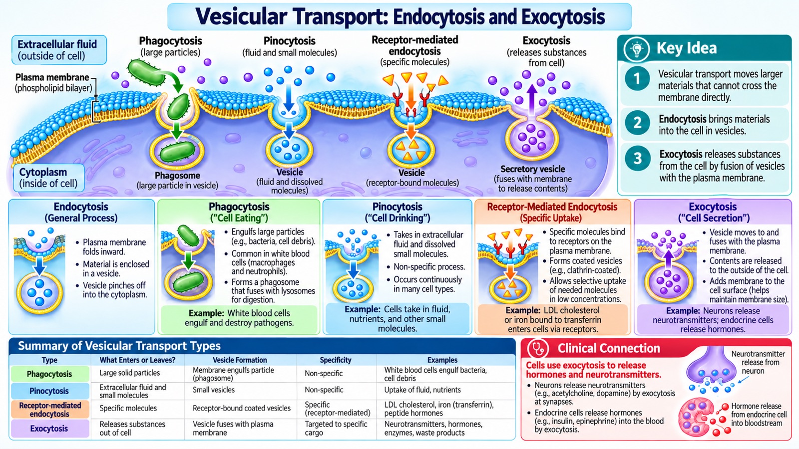 Vesicular transport infographic: a cell membrane performing phagocytosis of a bacterium, pinocytosis of fluid, receptor-mediated endocytosis of specific molecules, and exocytosis from a secretory vesicle, with a summary table and examples of neurotransmitter and hormone release